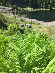 Oreopteris quelpartensis