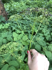 Aegopodium podagraria