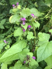 Lamium maculatum