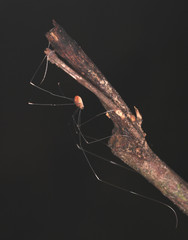 Pseudogagrella splendens