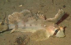Nautichthys oculofasciatus