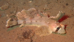 Nautichthys oculofasciatus