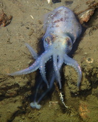 Rossia pacifica
