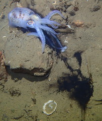 Rossia pacifica