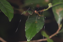 Pseudogagrella splendens