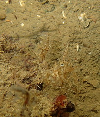 Paracrangon echinata