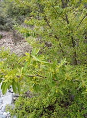 Neopringlea integrifolia