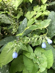 Symphytum caucasicum