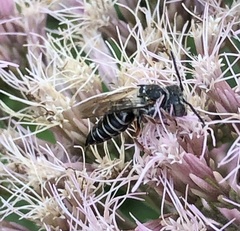 Boreocoelioxys