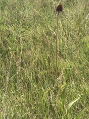 Echinacea angustifolia