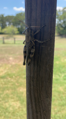 Melanoplus ponderosus