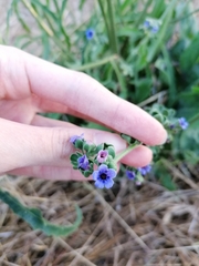 Cynoglossum creticum