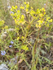 Euphorbia virgata
