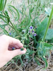 Cynoglossum creticum