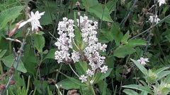 Asclepias mexicana