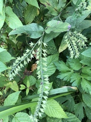 Symphytum caucasicum