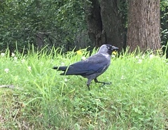 Corvus monedula