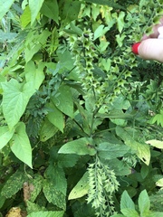 Symphytum caucasicum