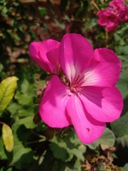 Pelargonium × hybridum