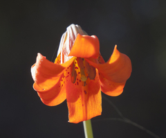 Lilium maritimum
