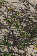Senecio litorosus