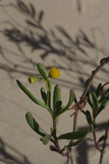 Senecio litorosus