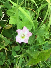 Convolvulus arvensis
