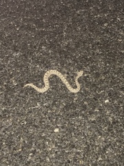 Crotalus cerastes cerastes