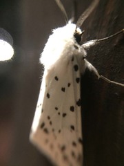 Spilosoma lubricipeda