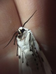 Spilosoma lubricipeda