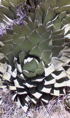 Agave parryi parryi