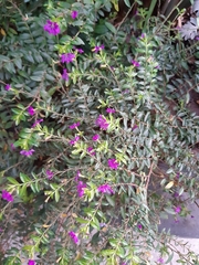 Cuphea hyssopifolia