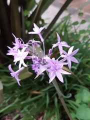 Tulbaghia violacea