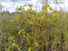 Euphorbia virgata