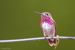 Calliope Hummingbird photo 2