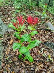 Spigelia longiflora