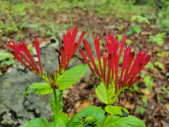 Spigelia longiflora
