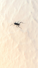 Evania appendigaster