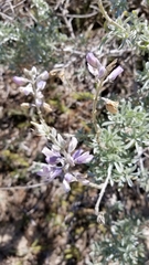 Lupinus chamissonis