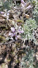 Lupinus chamissonis