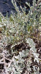 Atriplex leucophylla
