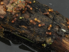 Cephalotes clypeatus