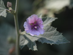 Althaea