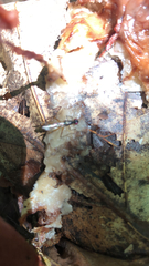 Rainieria antennaepes