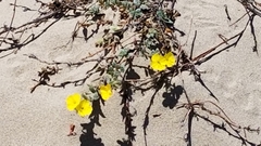 Camissoniopsis cheiranthifolia cheiranthifolia