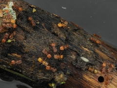 Cephalotes clypeatus