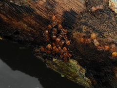 Cephalotes clypeatus