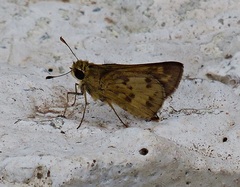 Polites vibex catilina