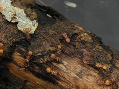 Cephalotes clypeatus