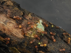 Cephalotes clypeatus